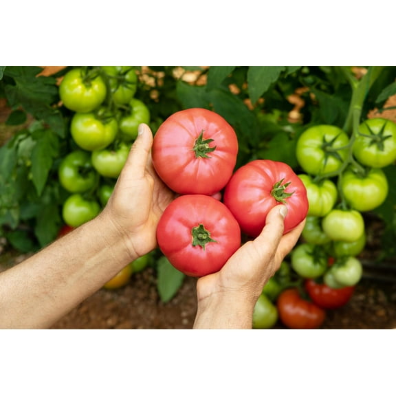 200 Seeds PINK PONDEROSA TOMATO Henderson's Lycopersicon Fruit Vegetable Seeds