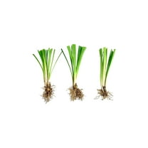 Super Blue Liriope Muscari - 50 Bare Root Plants - Evergreen Ground Cover Grass