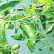 thumbnail image 4 of Bearachild Red antipájaros para jardín, granja de frutas, malla antipájaros, huerto, red PE, protección de plantas Jardín y Patio azul 4x12m Bearachild HA6409-05B, 4 of 6
