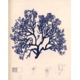 thumbnail image 2 of Poloson, Kimberly 12x14 Black Ornate Wood Framed with Double Matting Museum Art Print Titled - Blue Botanical Study I, 2 of 4