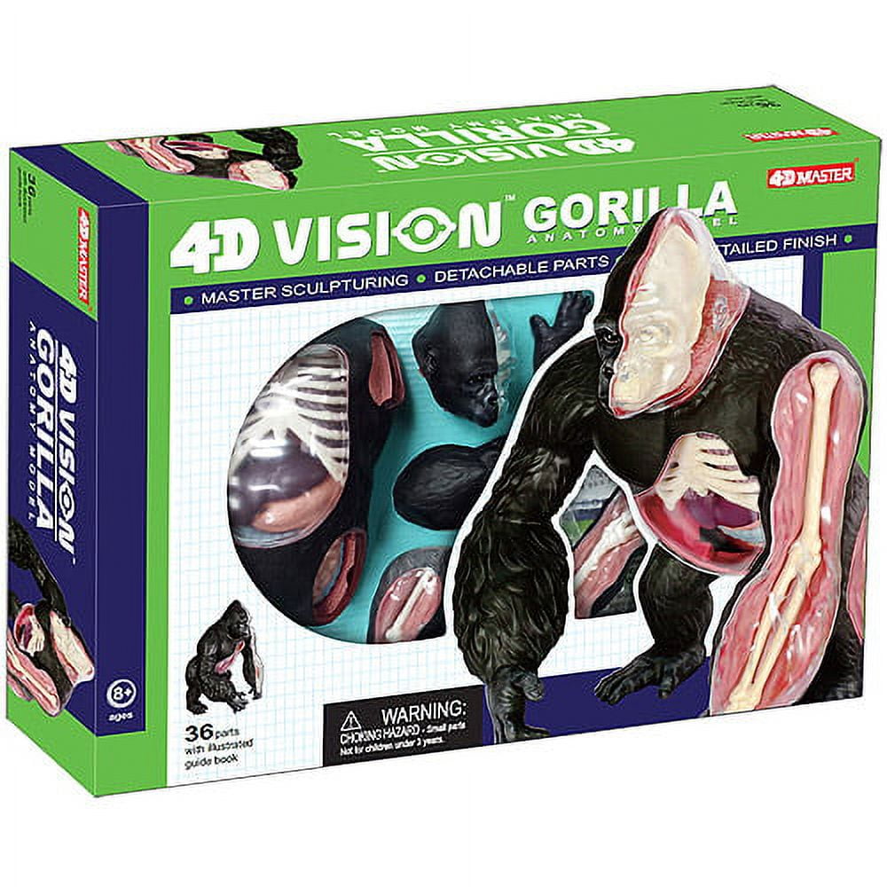Gorilla Anatomy Model - Walmart.com