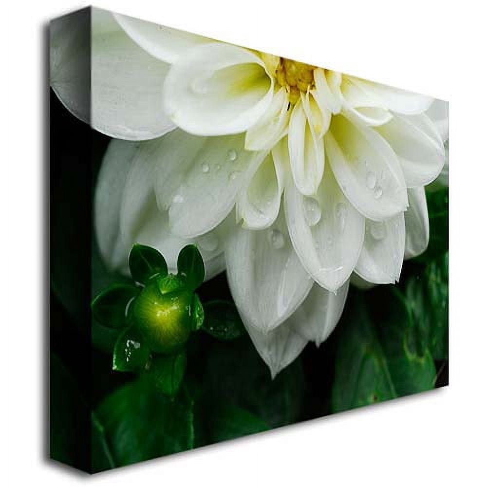 Trademark Fine Art "White Dahlia" Canvas Art by Kurt Shaffer