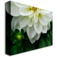 thumbnail image 2 of Trademark Fine Art "White Dahlia" Canvas Art by Kurt Shaffer, 2 of 2