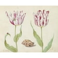 thumbnail image 2 of Jacob Marrel 14x12 Gold Ornate Wood Frame and Double Matted Museum Art Print Titled - Two Tulips with Shell and Ladybug (1639), 2 of 4