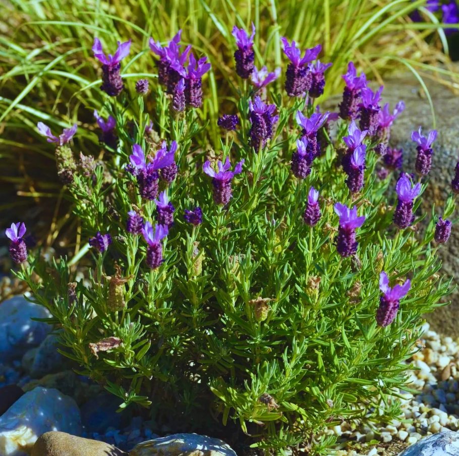 Set 2 Lavender Spanish Plants Live, Fragrant Lavender Flowering Herb for Indoor Outdoor Planting, 4-8 Inch Tall, Ready to Grow