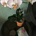 thumbnail image 3 of Clips de vid de flores, 30 unidades de clips de orquídeas de libélula y orquídeas, clips de soporte para plantas de jardín optimizados para la excelencia, 3 of 6