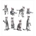 thumbnail image 3 of Cat Duvet Cover Set, Studio Shot Photos of Delicate Tabby Kitten on Plain Backdrop Animals Concept Art, Decorative 2 Piece Bedding Set with 1 Pillow Shams, Twin Size, White Pale Grey, by Ambesonne, 3 of 3