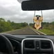 thumbnail image 5 of Adorno de retrovisor de coche de perrito de resina - Colgante de perro carlino con cabeza móvil para decorar el coche, 3,15 pulgadas, 5 of 6