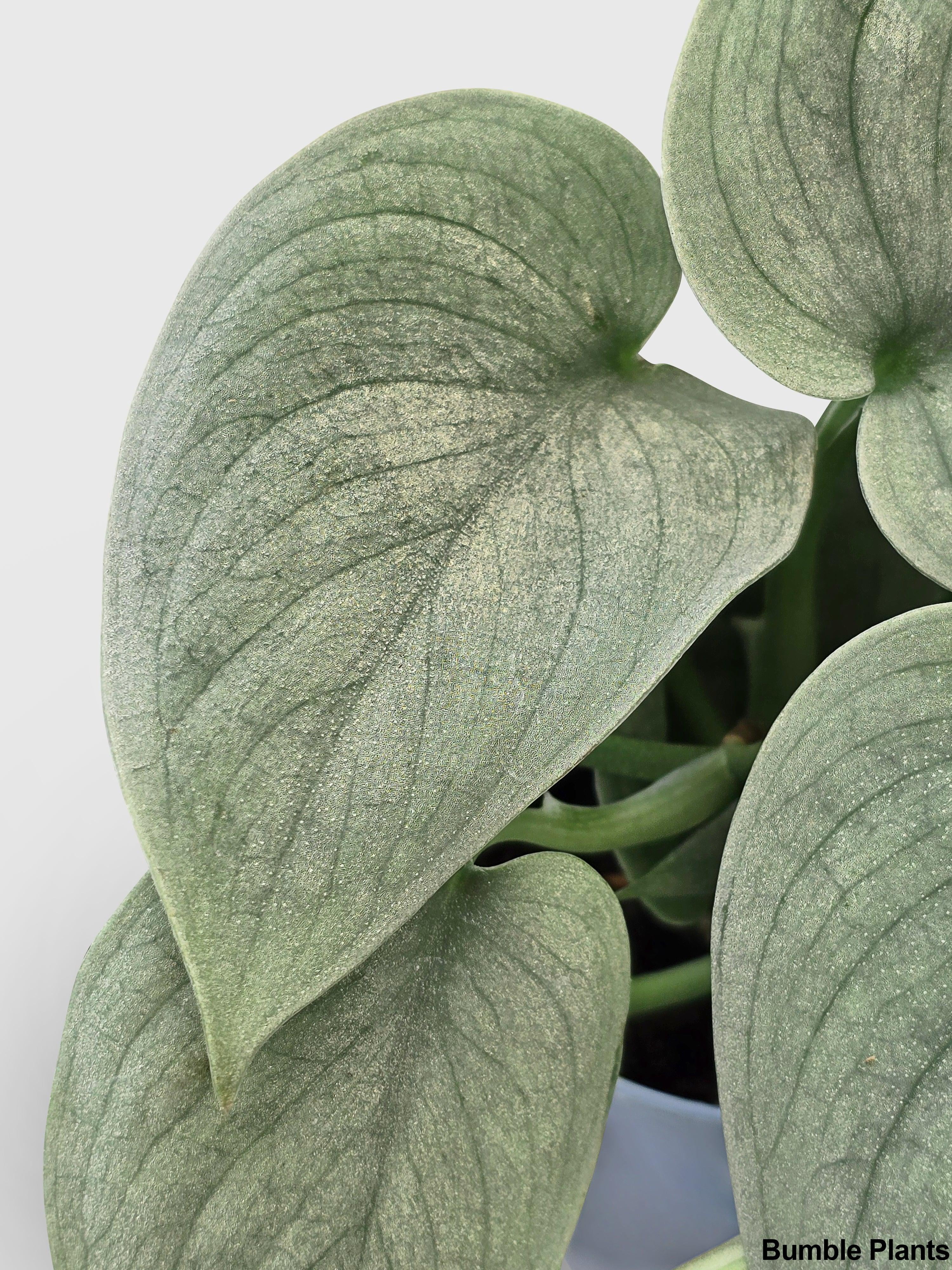 Scindapsus Pictus 'SOOO™ Silver' - Live Air-Purifying Indoor Plant in Nursery Pot – Easy Care, Low Maintenance Houseplant for Home & Office Decor, Natural Air Cleaner, Best for Beginners