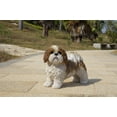 thumbnail image 2 of Figura de regalo Hi-Line Shih Tzu de pie, color marrón y blanco, 2 of 8