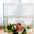 thumbnail image 4 of FOMIYES 2Ud Para Peces Betta En Acrílico Con Ventosa Para Ejercicio Y Enriquecimiento Diario Del Acuario, 4 of 8