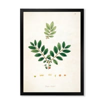 Designart 'Ancient Plant Life XIV' Farmhouse Framed Art Print