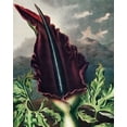 thumbnail image 2 of Thornton, Robert John 15x18 White Modern Wood Framed Museum Art Print Titled - The Dragon Arum from The Temple of Flora, 2 of 4