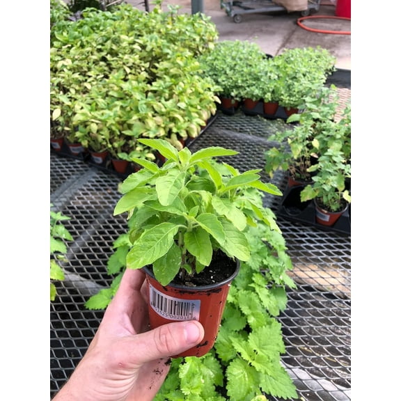 Holy Basil Ramma Tulsi Live Herb in 4” Pot