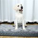thumbnail image 4 of Cama para perros Cama suave para mascotas con funda lavable extraíble, estera impermeable para mascotas, 4 of 6