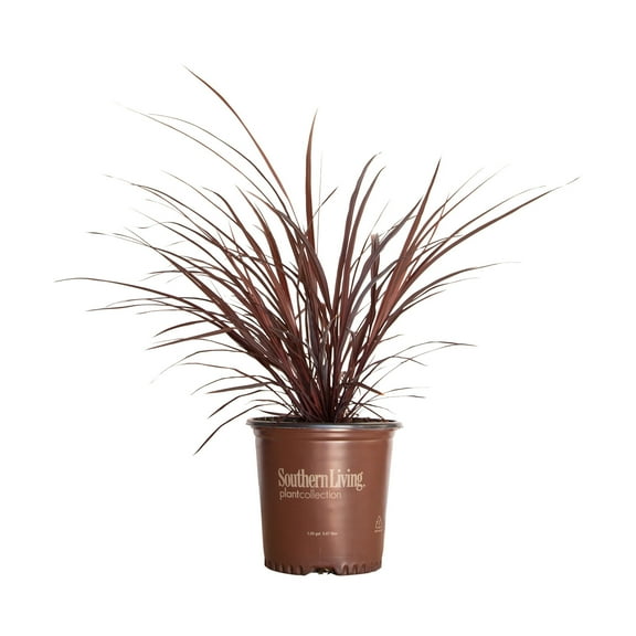 Southern Living Design-A-Line Cordyline Live Shrub in 2.5-Quart Grower Pot
