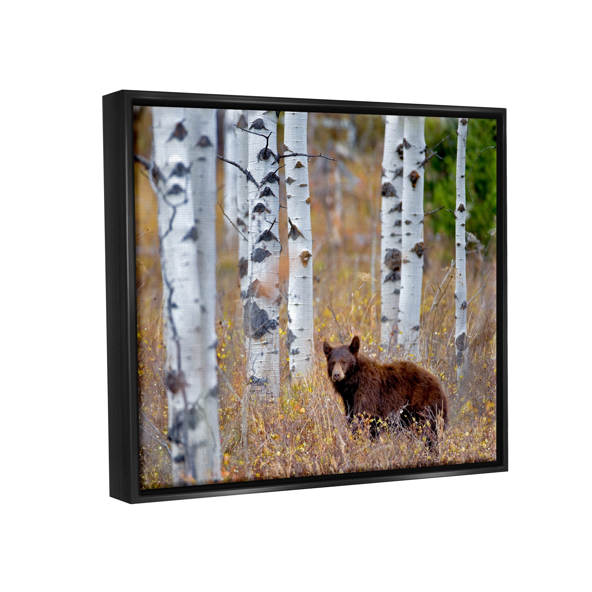 Stupell Industries Bear Cub Birch Tree Thicket Animals & Insects Photography Black Floater Framed Art Print Wall Art