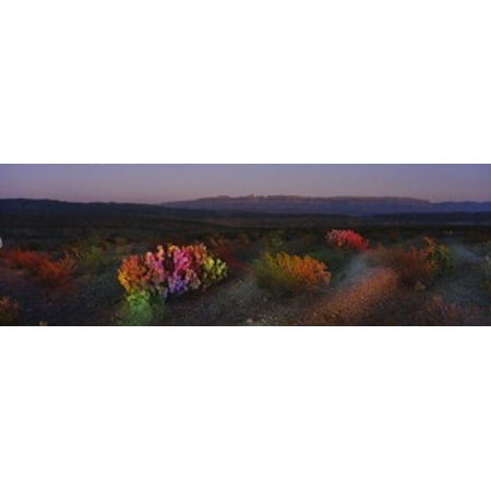 Flowers in a field Big Bend National Park Texas USA Canvas Art - Panoramic Images (18 x