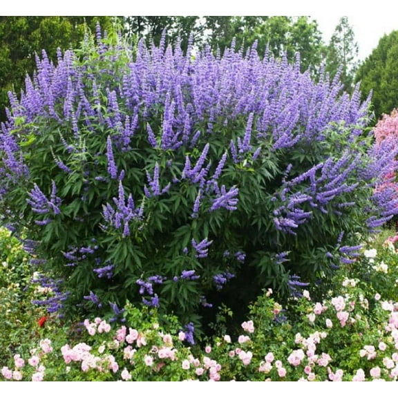 Vitex Chaste tree - Live Plants - Lilac Chasteberry
