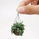 thumbnail image 3 of Miniatura 1:12 Para Casa De Muñecas Flores Miniatura Bonsái Flor Casa De Muñecas Árbol De Navidad Mini Maceta Con Flor Casa De Muñecas Maceta Colgante Modelo Para Niños Pequeños Niñas Y Niños Juguet, 3 of 8