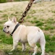 thumbnail image 2 of Correas De Cadena Para Perros Grandes Correas Para Mascotas, 2 of 6