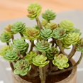 1pc Simulation Green Plant, Balcony Simulation Succulent Decoration