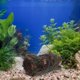 thumbnail image 4 of BESTYASH Adorno De Madera Artificial Para Acuario Con Espacio Oculto Para Peces Y Reptiles, 4 of 6