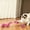 Pink, variant on TTJ Cat Toys Cat Gifts Cat Spring Hunting Toy Indoor Bouncing Tube Toy Interactive Chase Ball and Spring Play Accessory for Active Cats