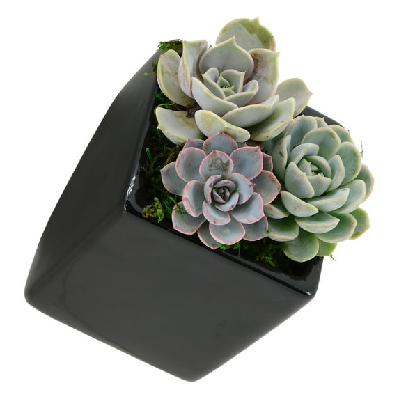 Arcadia Garden Products Large Cube Wall Planter, Glossy Black