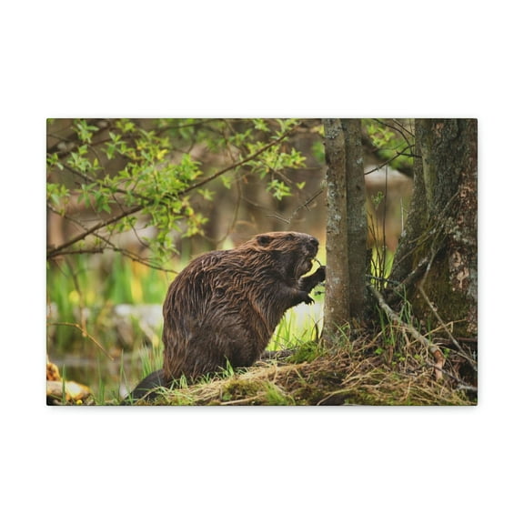Majestic Beaver Art Majestic Beaver Print Animal Wall Art Wildlife Canvas Prints Wall Art Ready to Hang Unframed