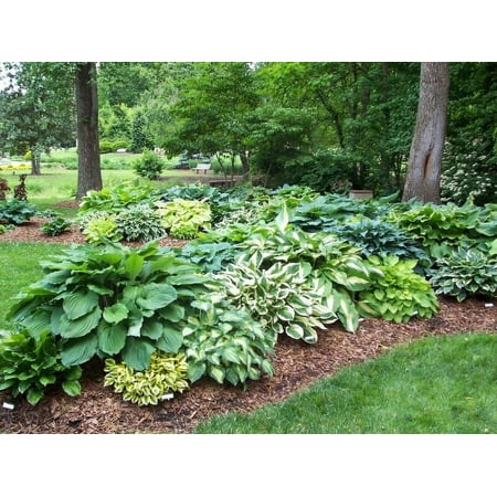 Daylily Green Nursery Hosta Mixed Perennial Live Plants (10 Count)