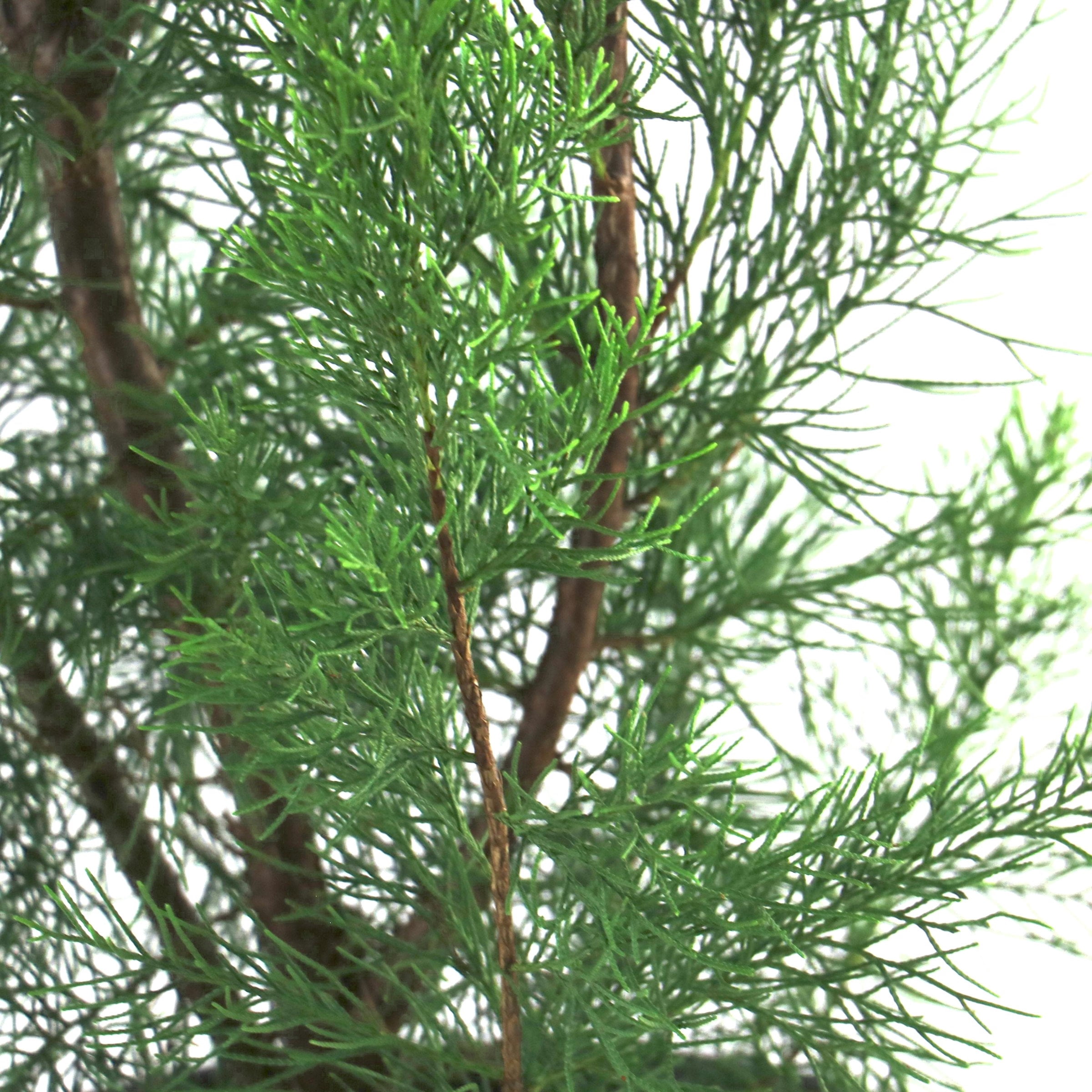 National Plant Network 3 gal. Juniper Brodie Live Shrub