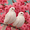 Doves, variant on Cherry Blossom Romantic Dove Canvas Art, Whimsical Pink White Print, Bedroom Living Room Decor