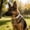 Style A, variant on Fashionable Pet Necklace Dog Collars with Bow, Soft Nylon Puppy Collar with Safety Buckle, Adjustable Cat Dog Accessories for Daily Walk, A/B (Multiple Sizes)