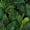 Color 3, variant on Peel and Stick Wallpaper Tropical Palm Leaf Soft Green Tones Layered Botanical Wall Mural 17.7in x 9.8ft Self Adhesive Removable Wall Paper Renter Friendly Wallpaper for Nursery Bedroom Cabinets