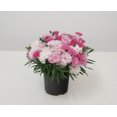 thumbnail image 2 of Better Homes and Gardens 1 Quart Dianthus I Love You Potted, Live Plant, Full Sun Perennial, 2 of 6