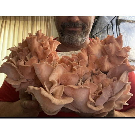 Mushroom Man LLC Giant Pink Oyster Mushroom Growing Kit