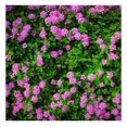 Live Lantana Plants for Gardening, Set of 4, 67 Inches in Height