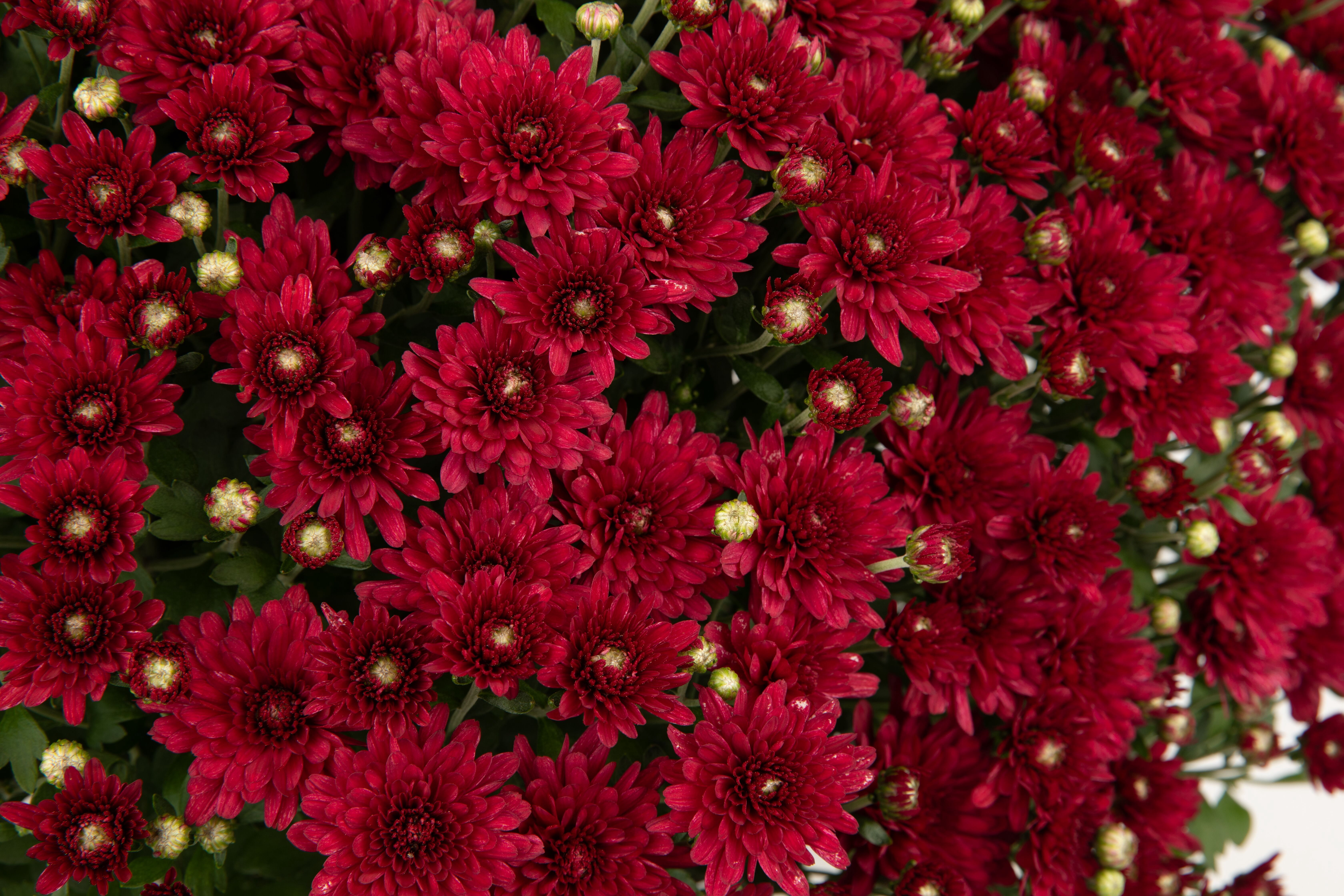Better Homes & Gardens 1.5G Red Mum Live Plant in Decorative Pot