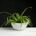 thumbnail image 2 of Root & Vessel Napa Bowl Planter, White, 10", 2 of 4