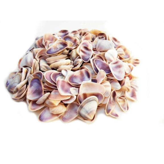 1/4 Lb (400) Purple/White Tiny Coquina Shells Crafts 1/4-1/2" Beach Decor Natural Color Coastal Vase Filling