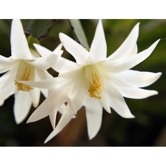 White Easter Cactus - Rhipsalidopsis - 4" Pot