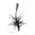 thumbnail image 2 of Koetsier, Albert 25x32 White Modern Wood Framed Museum Art Print Titled - Tillandsia in Bloom, 2 of 4