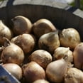thumbnail image 3 of Van Zyverden Allium Azureum Blue Globe Onions 25 Bulbs Partial Sun Perennial Deer Resistant 1 lb, 3 of 8