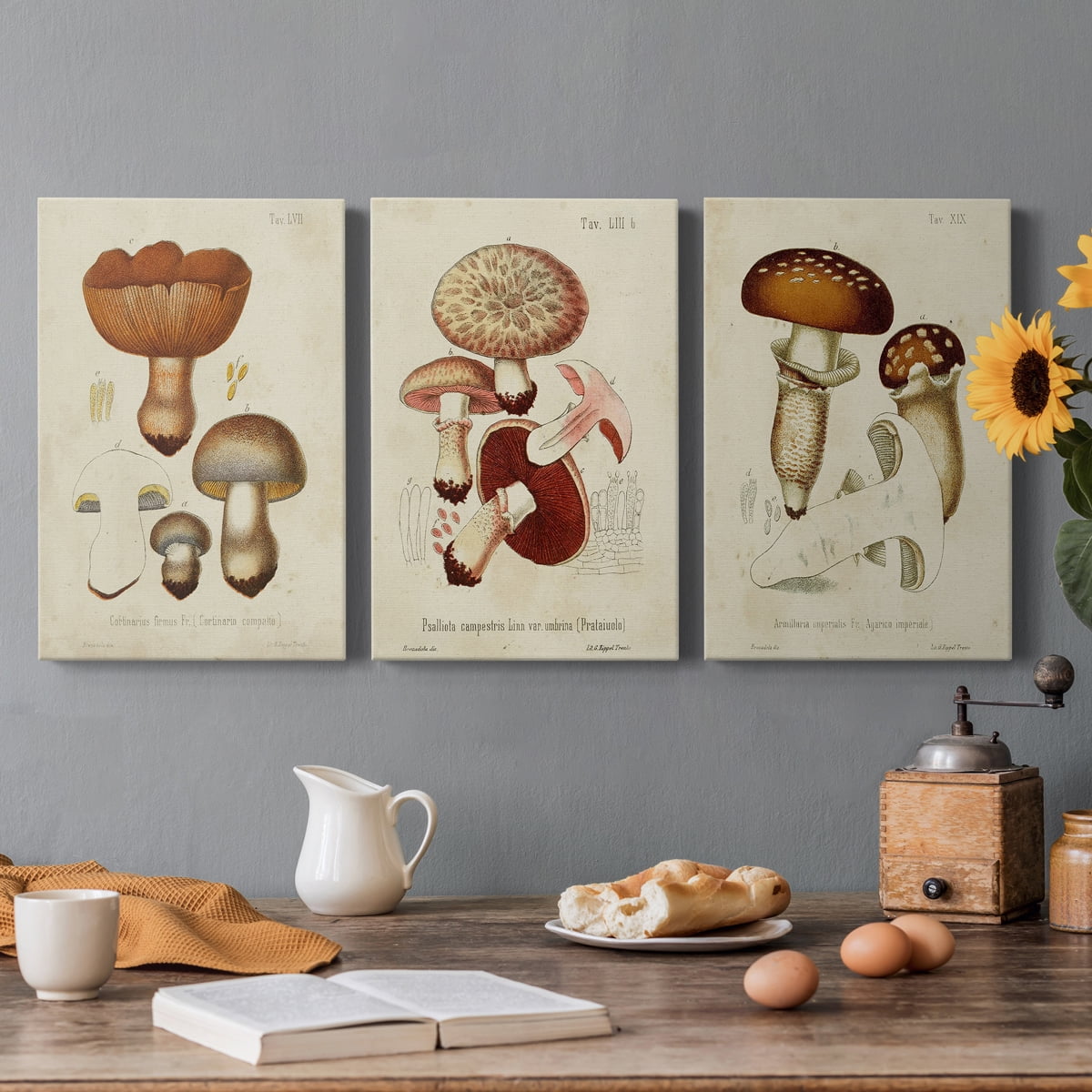 Mushroom Varieties I Premium Gallery Wrapped Canvas - Ready to Hang - 32 x 48 Each