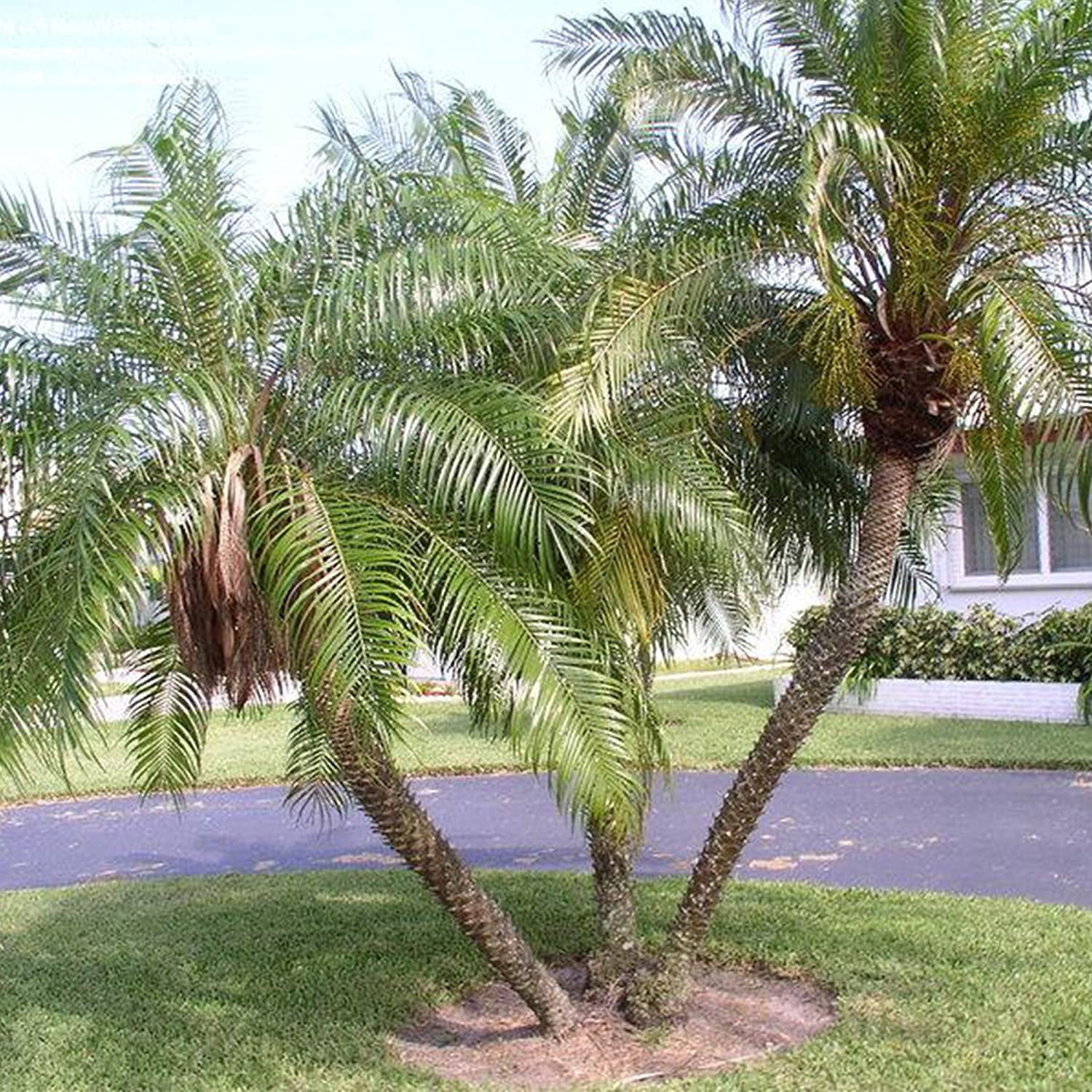 Phoenix Roebellini Pygmy Date Palm - Live Plant in a 3 Gallon Growers Pot - Phoenix Roebelenii - Beautiful Clean Air Indoor Outdoor Houseplant