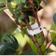 thumbnail image 4 of 150 pinzas de jardín para soporte de plantas, pinzas de enrejado de tomate para tomate de verduras de vid para crecer en posición vertical y hacer que las plantas sean más saludables oso de fresa Hogar, 4 of 4