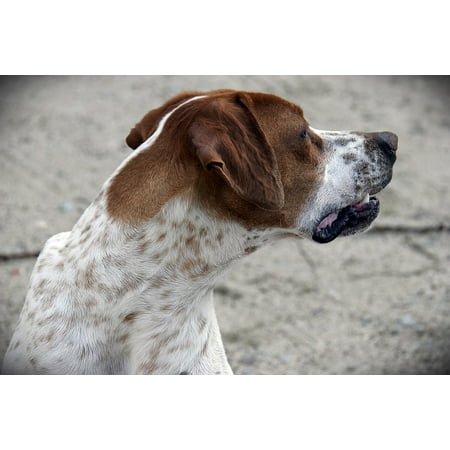 Canvas Print Pet Animals Animal Dog Hunting Dog Stretched Canvas 10 x