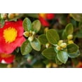 thumbnail image 4 of Camellia Yuletide Live Shrub – 2 Gallon, 4 of 8