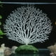 thumbnail image 5 of Plantas De Coral Artificiales, Decoración De Acuario Bajo El Agua, Con Base De Resina, Crea Un Ambiente De Vida, Adecuado Para Agua Dulce Y Salada, Adhesión Para Bacterias, 5 of 7